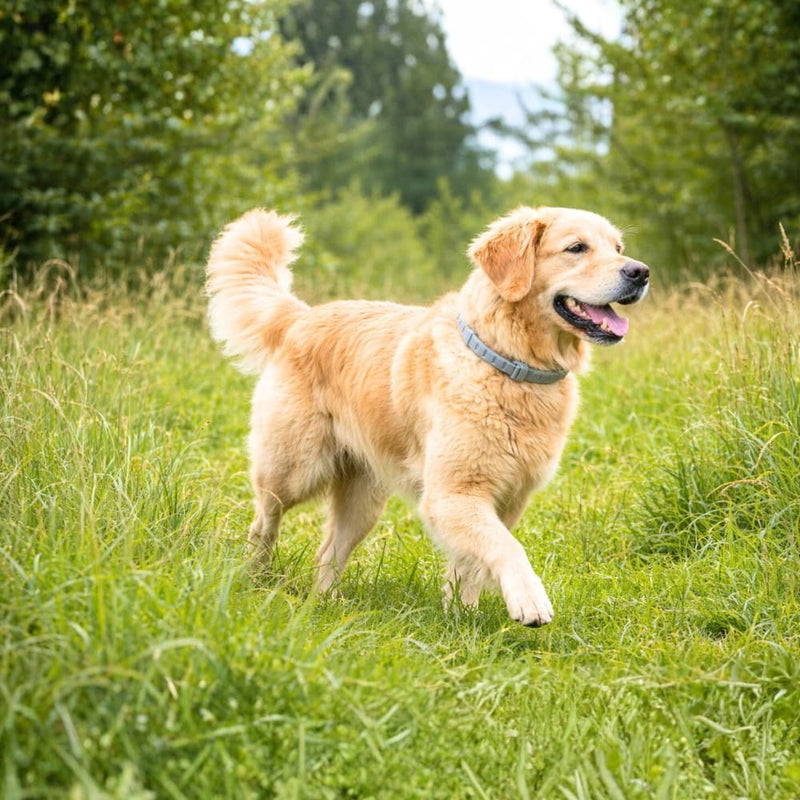 Anti Tick Collar