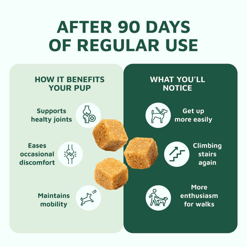 Gut & Immune Support for Dogs with Parasites BUY 3 GET 2 FREE (Best Value)